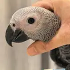 VIP 3monthold African Grey Parrot