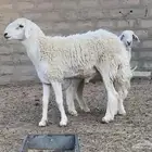 فحل حري مشروط