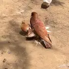 جوز نفاخ للبيع