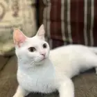 قطه للتبني