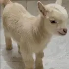 للبيع ماعز قزم ذكر مرح وصغير جدا