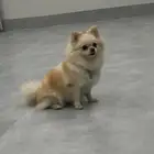 كلب بومرينيان انثى للبيع