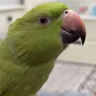 ببغاء درة هندي مع قفص كبير 600