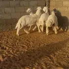 طليان حري للبيع