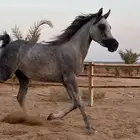 إيواء خيل غرف شامل كل شيء 500