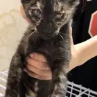 قطه بلديه تبني