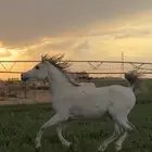 الحصان للبيع