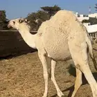 قعود للبيع ( تم البيع )