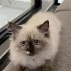 قطط للبيع