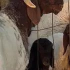 طلي جذع