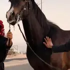 حصان كفوو سبوقق جداا