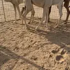 حشو