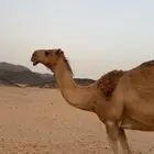 ناقه شعلا