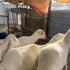 غنم اربع صمع وحده حرشا دفع