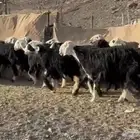 النجد المراح الفاخر