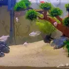 رمل طبيعي نهري لأحواض السمك