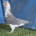 جوز كشميري خشن مستوى طيب