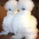 طقم قطني دجاج