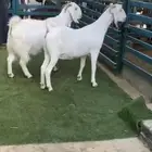 معزا هجين بورقت دفيع