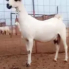 عنز بيشيه صنف