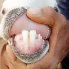 شاء صنف منتجه