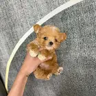 مالتيبووو مستويات خرافية