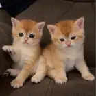 Gold Scottish Fold and British Shorthair