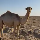 قعود عمره سنه ابوه ولد حراق الضويلع عليه سوم 7000