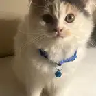 الحوراني