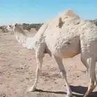 قعود مفرود