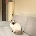 قطط