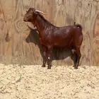 فحل محايلي أدهم دم من الفواخر جذع