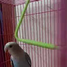 ذكور روز