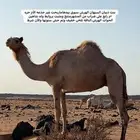 ناقة مهجنة سبوق لقحة من ولد شاهين الحوات