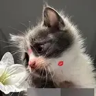 قطط للبيع