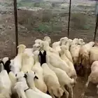 رخال رفيديات
