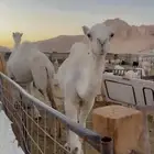 بكره وضروبه