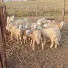 طليان حريه العدد 18