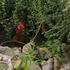 ديك للبيع الصحه جيده