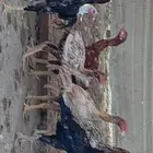 للبيع ديكه هندي