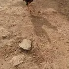 ديك بلدي للبيع