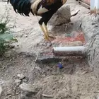 ديك للبيع على السوم