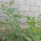 شتلات توت قزمي