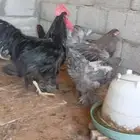دجاج براهمه