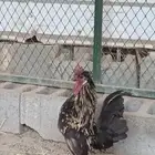 ديك كوبرا