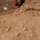 اثنين ديوك للبيع