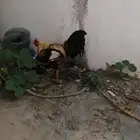 ديك باكستاني بلدي للبيع على السوم