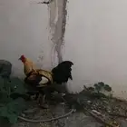 اثنين ديك للبيع واحد بكستاني واحد ديك بلدي على سوم