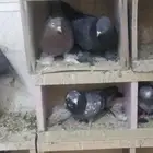 حمام اتراك للبيع