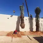 للبيع نقايل فسائل جثايث سكس برحي صقعي مجدوله هلالي واشنطن